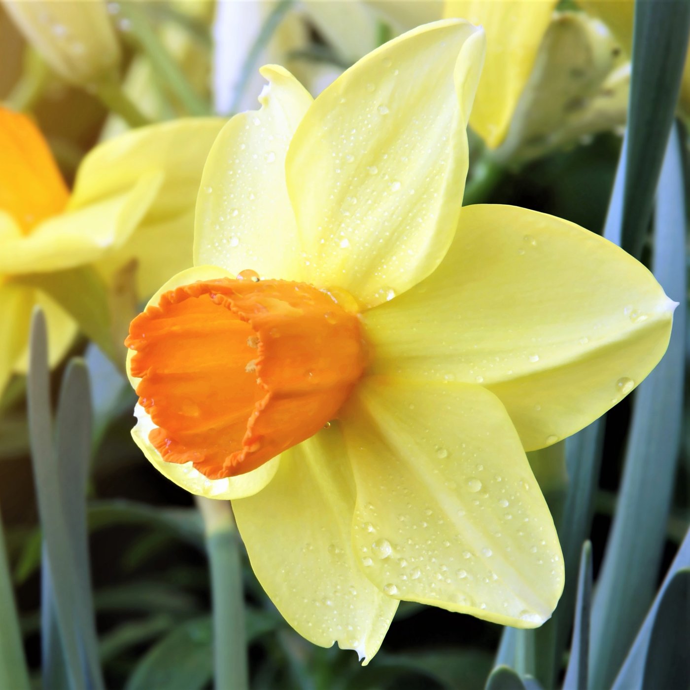 Narcissus - Martinette