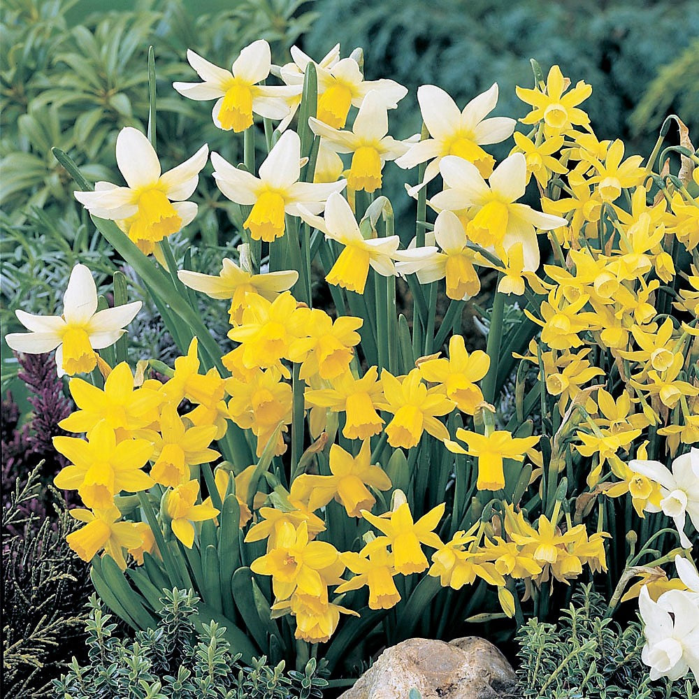 Narcissus Rockery Flower Bulb Collection