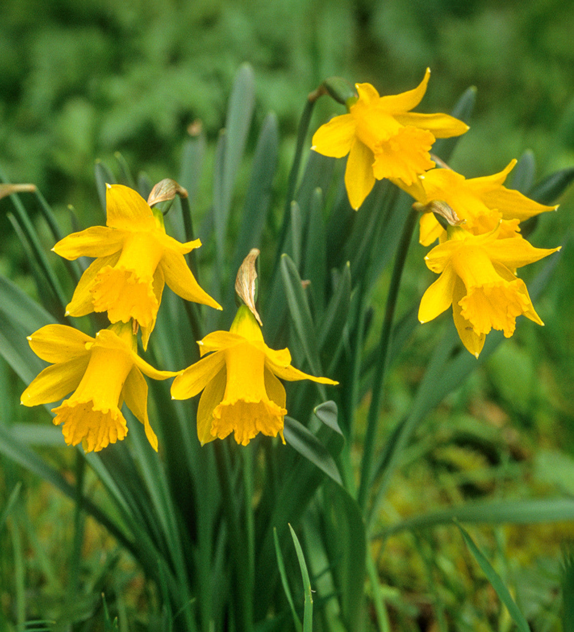 Narcissus - Obvallaris (Tenby Daffodil)