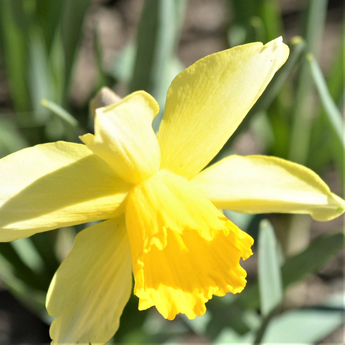 Narcissus - Quail