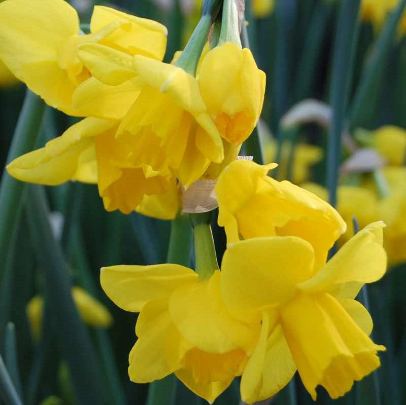 Narcissus - Quail