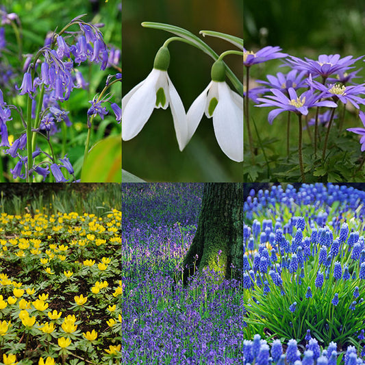 Naturalising Flower Bulbs Collection -Why Not Treat a Loved One or Garden Lover ?