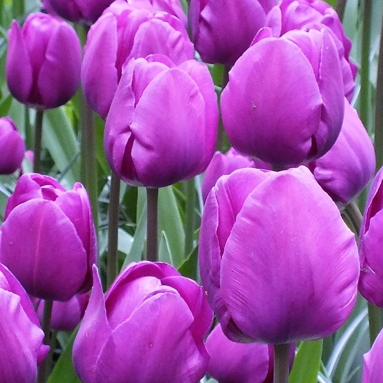 Tulip - Negrita