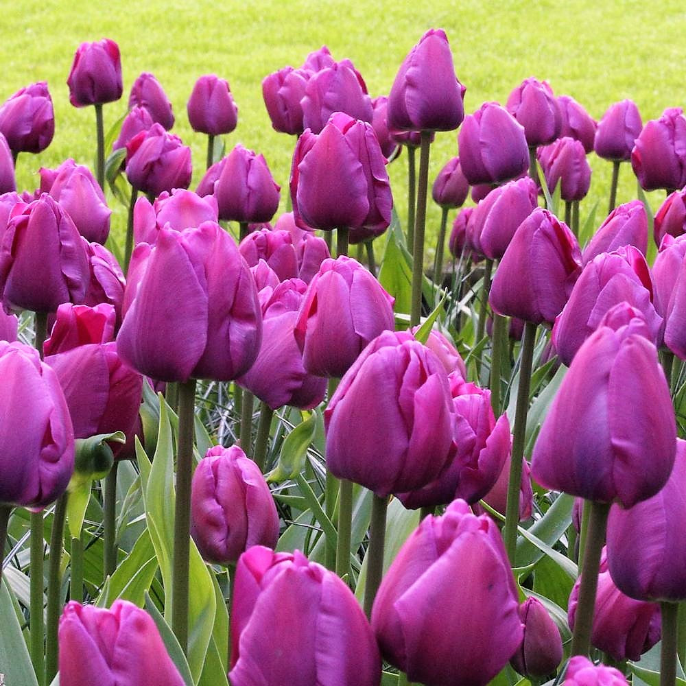 Orange and Purple Collection - Pretty Tulip Lovers Gift