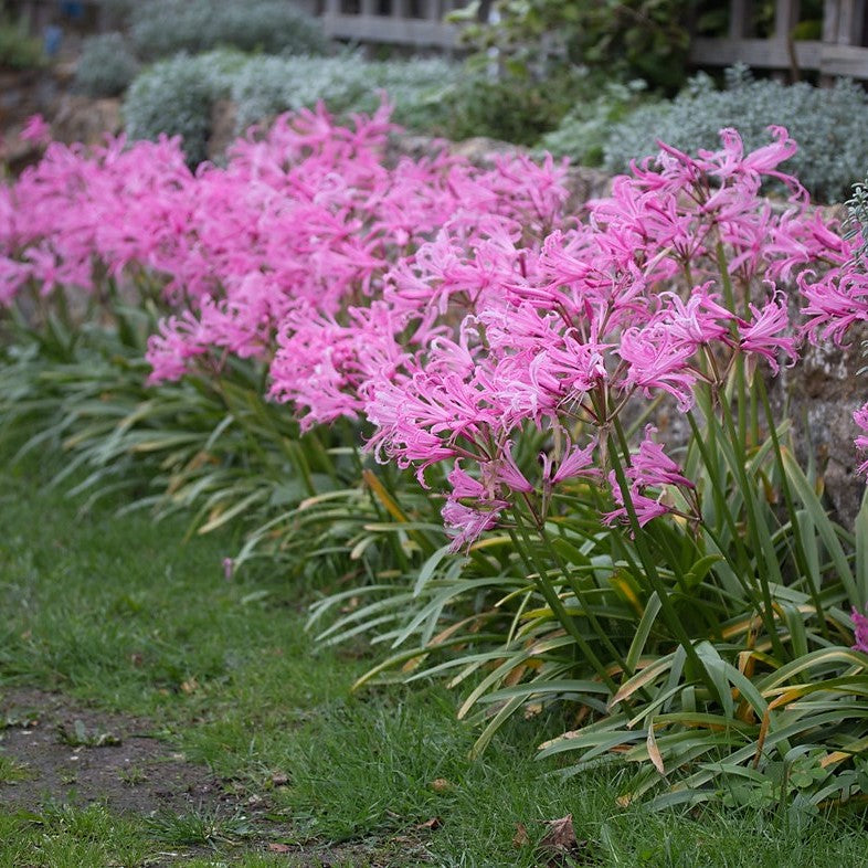 Nerine Bowdenii