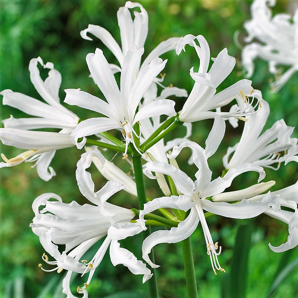 Nerine Bowdenii Alba