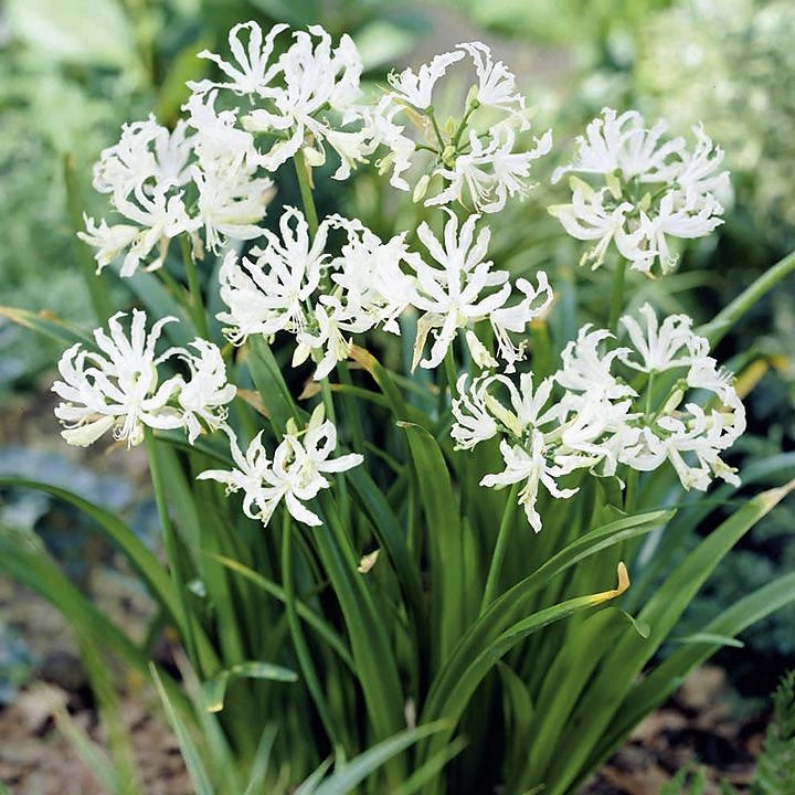 Nerine Bowdenii Alba