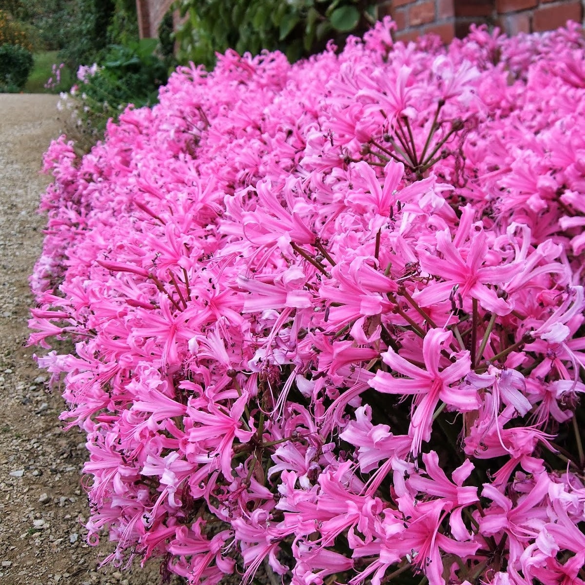 Nerine Bowdenii