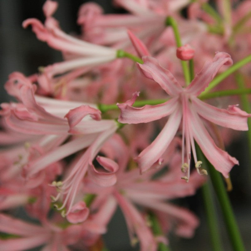 Nerine Bowdenii Vesta