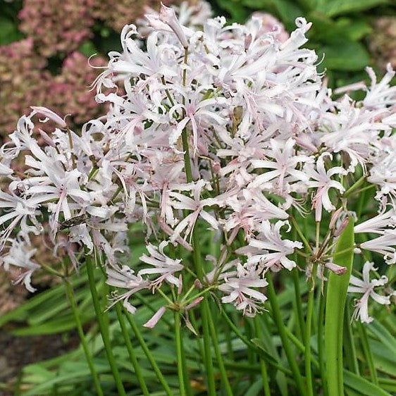 Nerine Bowdenii Vesta