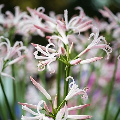 Nerine Bowdenii Vesta