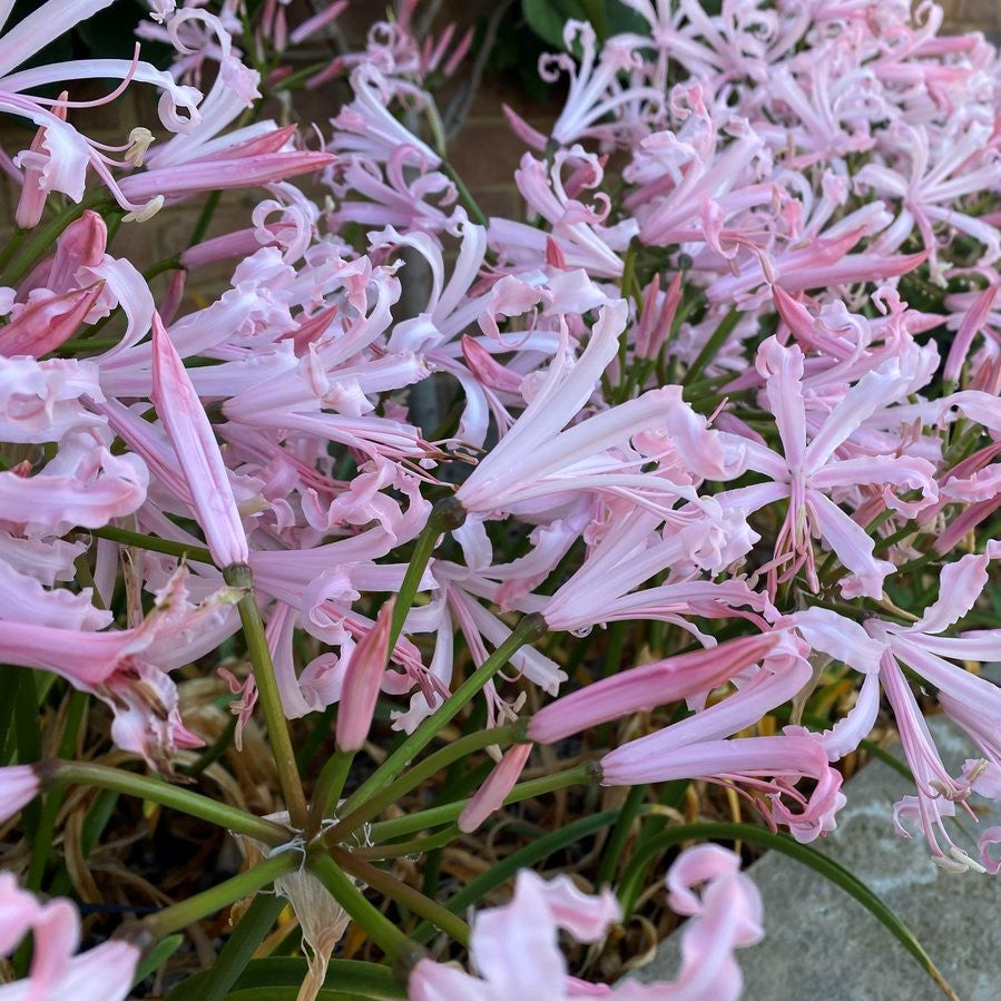 Nerine Bowdenii Vesta