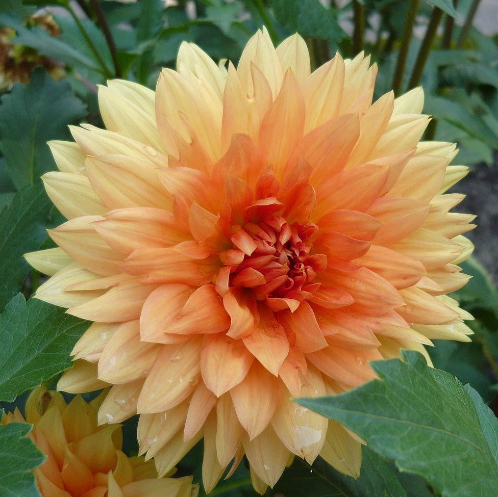 Dinnerplate Dahlia - Noordwijks Glorie