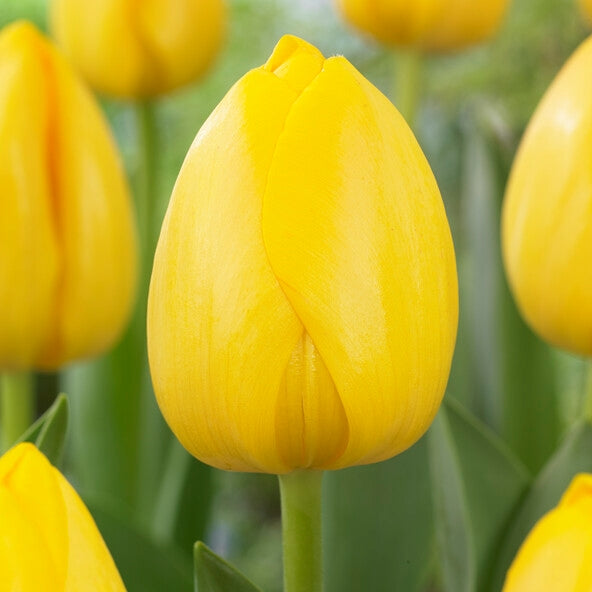 Tulip - Novi Sun