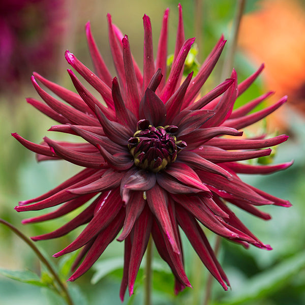 Dahlia Cactus - Nuit D'Ete