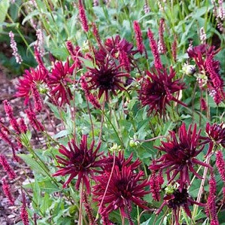 Dahlia Cactus - Nuit D'Ete