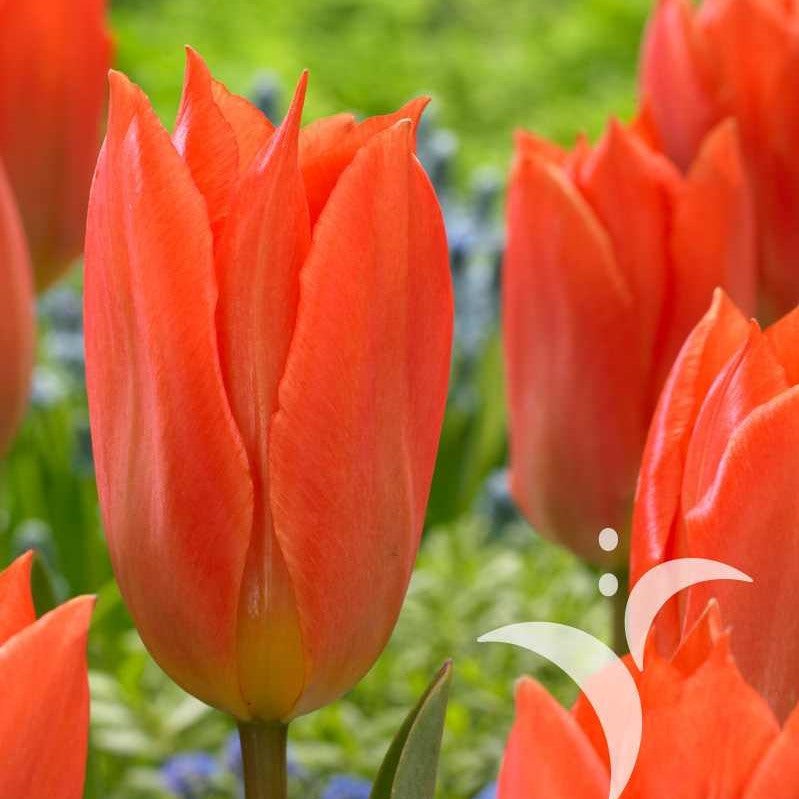 Tulip - Orange Brilliant