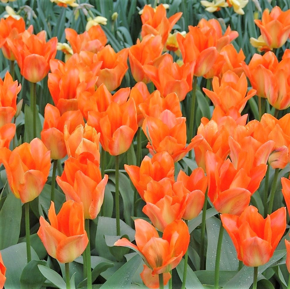 Tulip - Orange Emperor