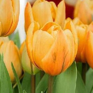 Tulip - Orange Lion