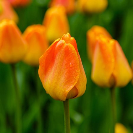 Tulip - Orange Lion