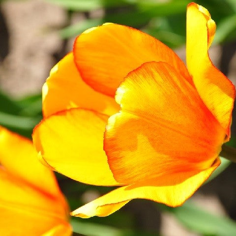 Tulip - Orange Lion