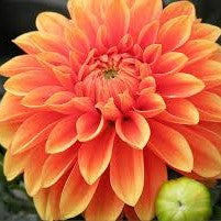 Dahlia Decorative - Orange Nugget