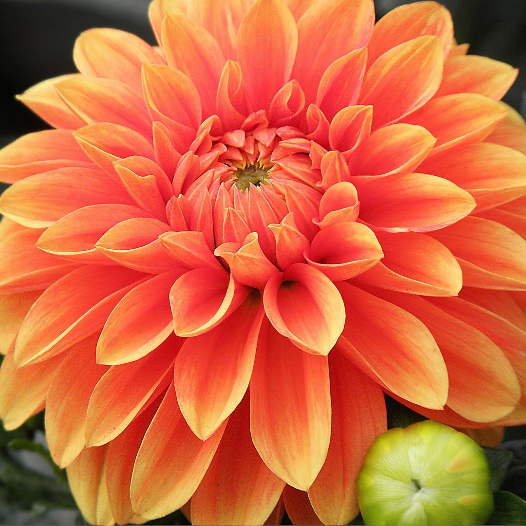 Dahlia Decorative - Orange Nugget