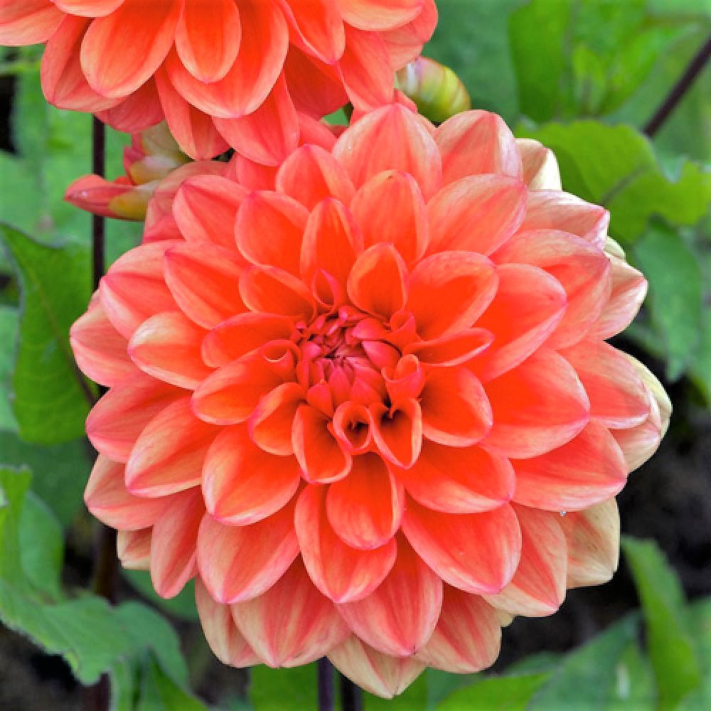 Dahlia Decorative - Orange Nugget