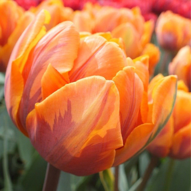 Tulip - Orange Princess