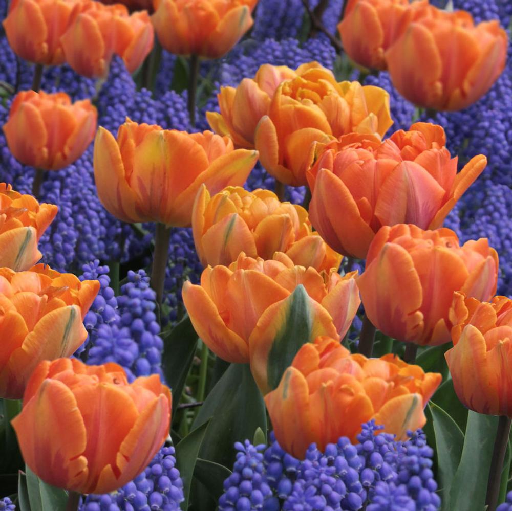 Tulip - Orange Princess