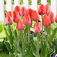 Tulip - Orange Van Eijk