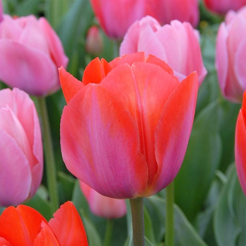 Tulip - Orange Van Eijk