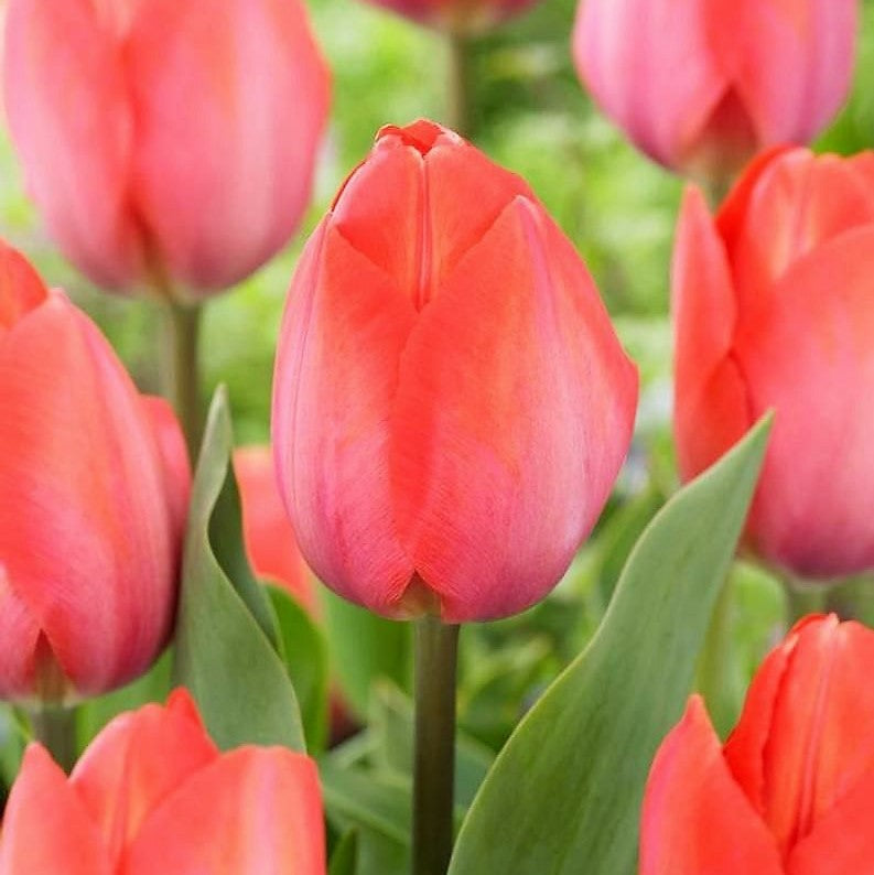 Tulip - Orange Van Eijk