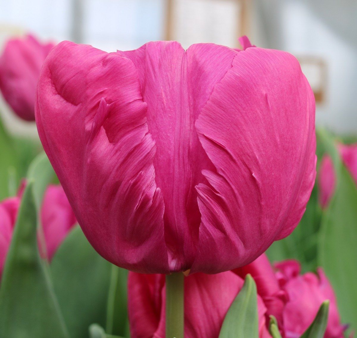 Tulip - Parrot Prince