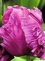 Tulip - Parrot Prince