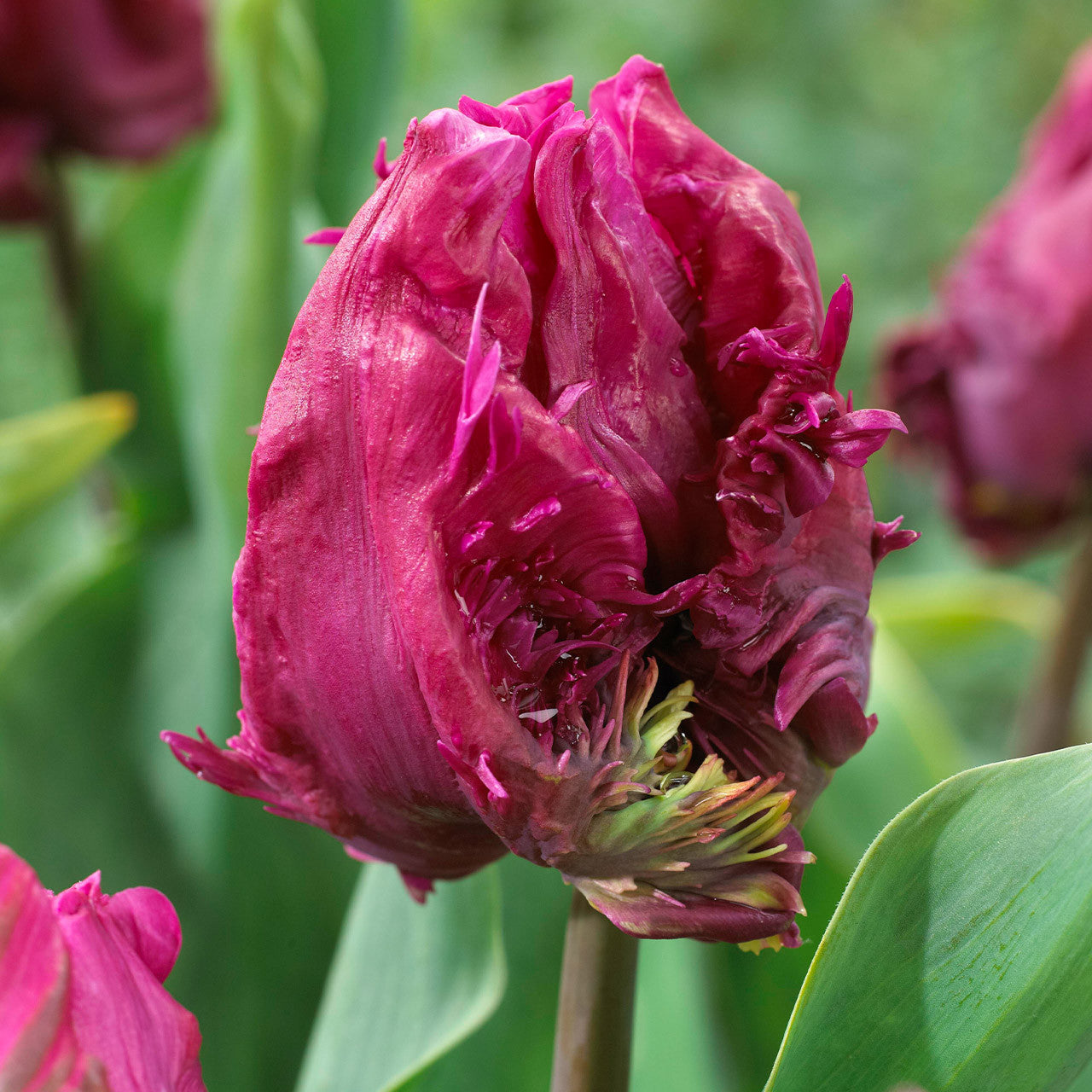 Tulip - Parrot Prince