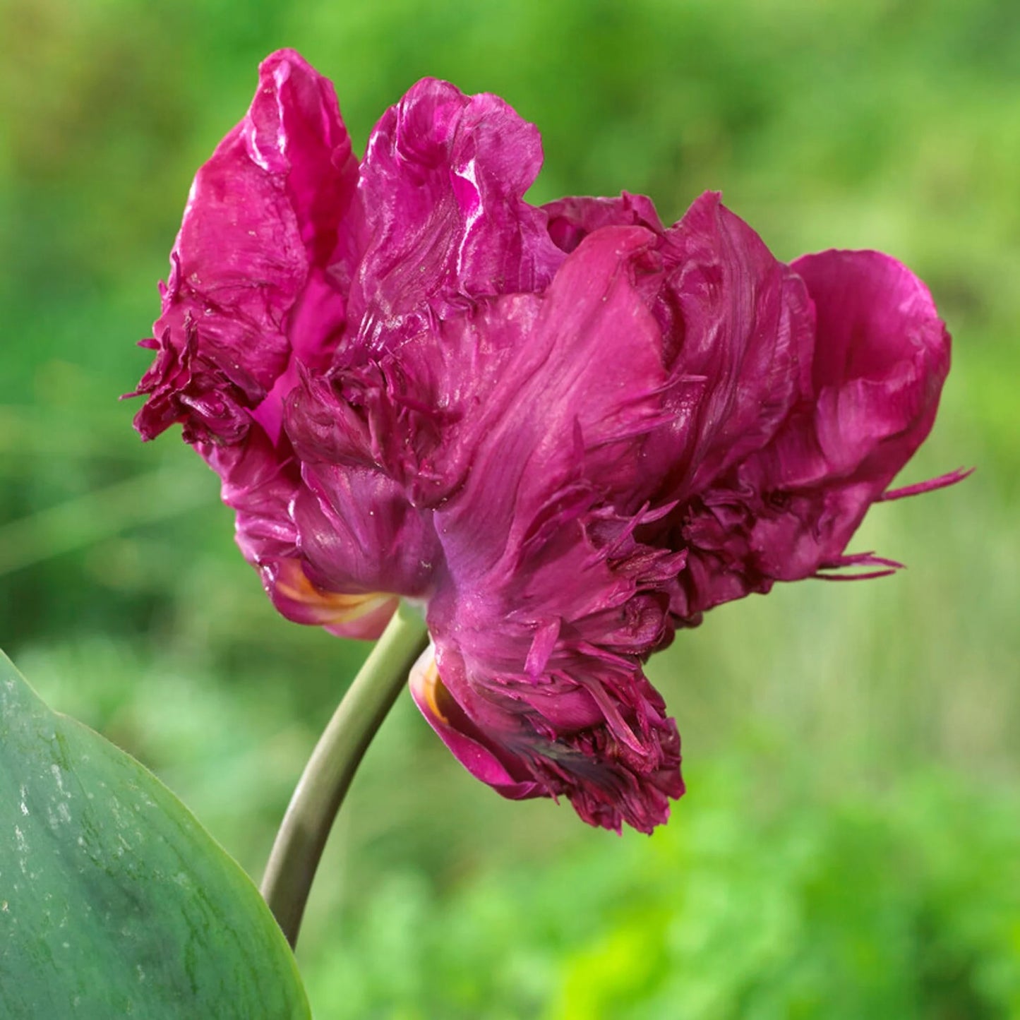 Tulip - Parrot Prince