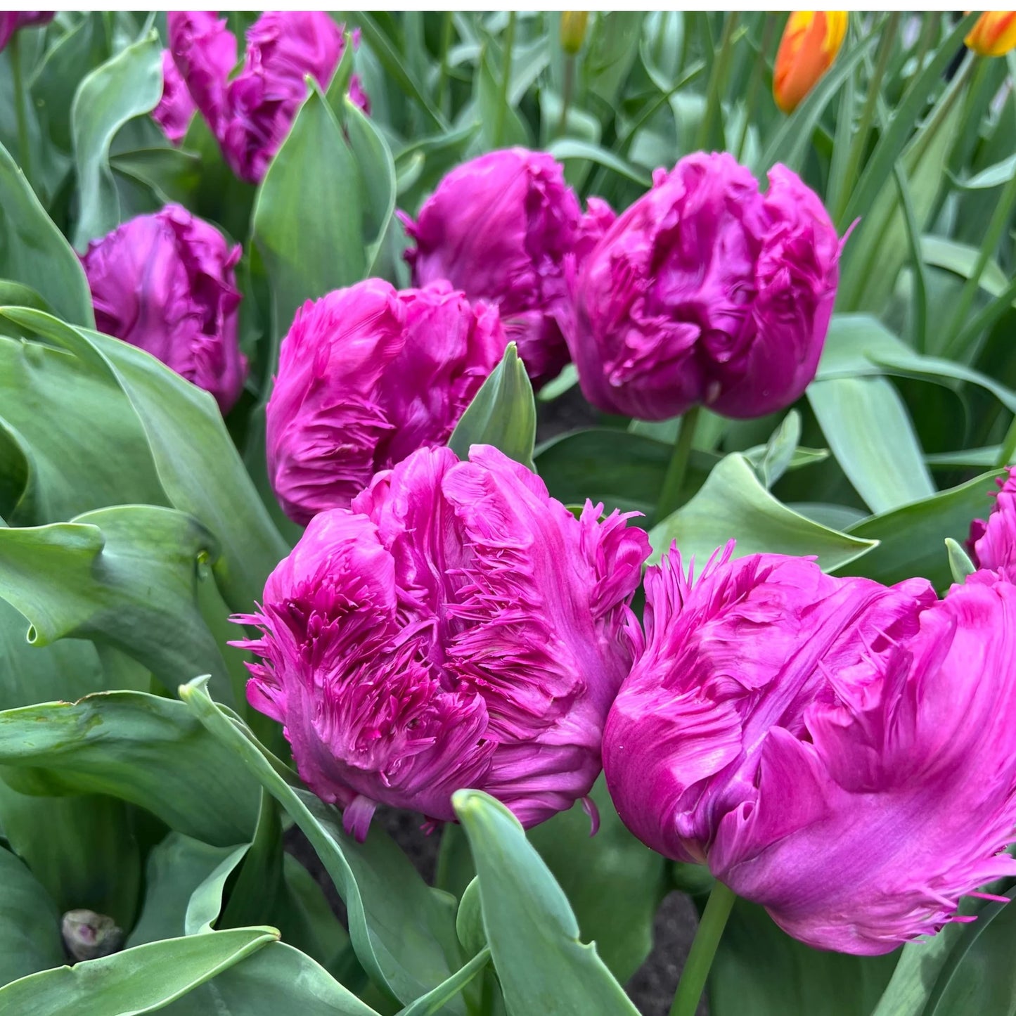 Tulip - Parrot Prince