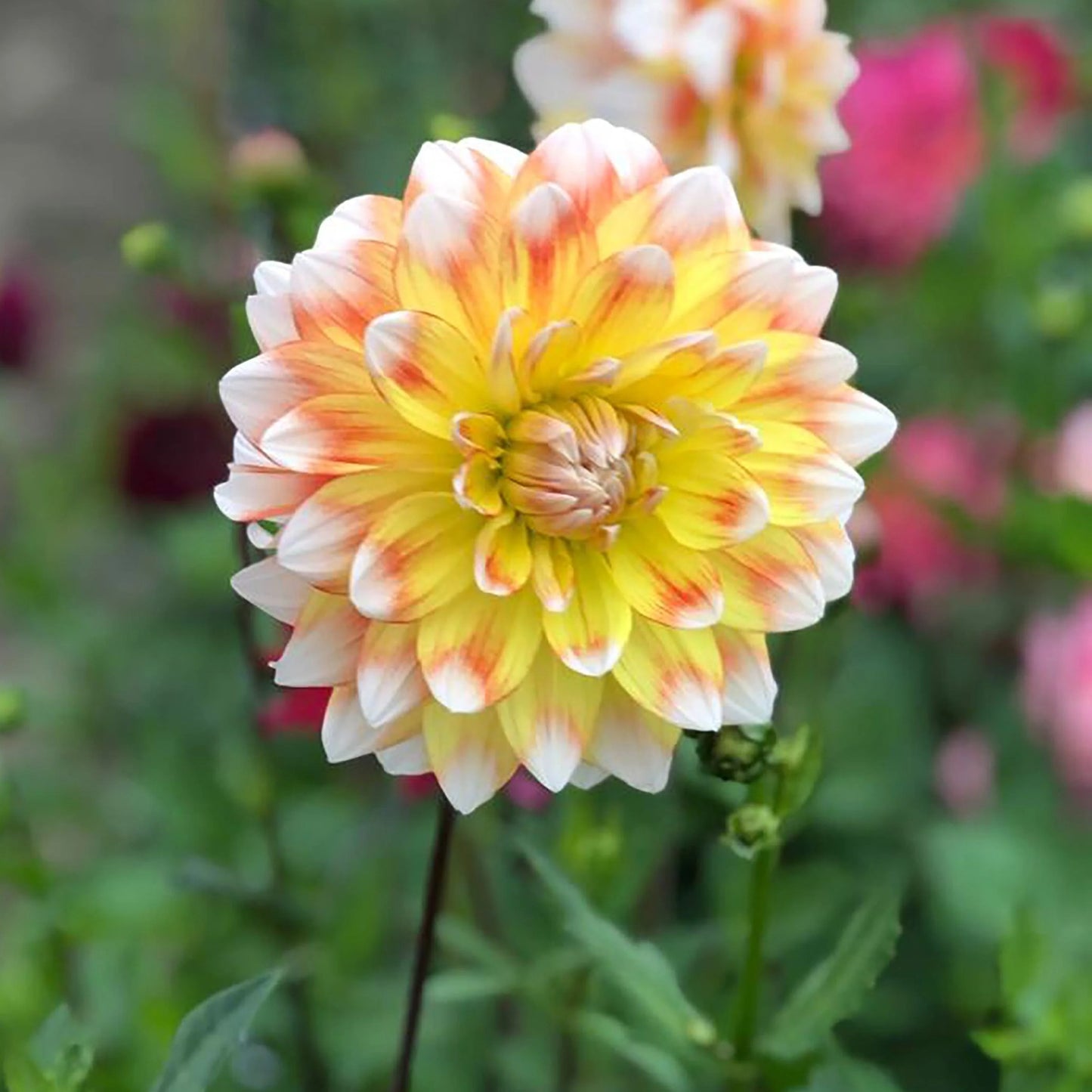 Dahlia Dinnerplate - Peaches and Cream