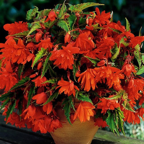 Pendula Begonia - Orange