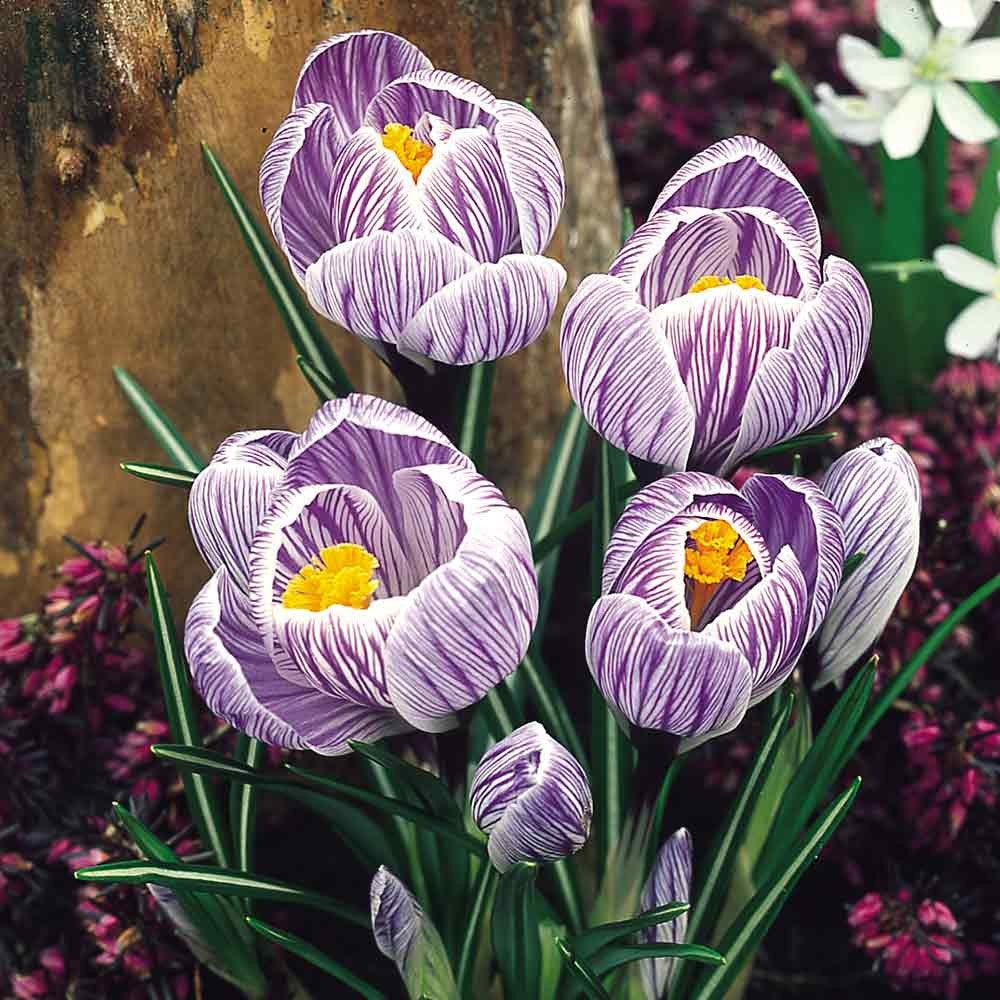 Crocus Large Flowering - Pickwick