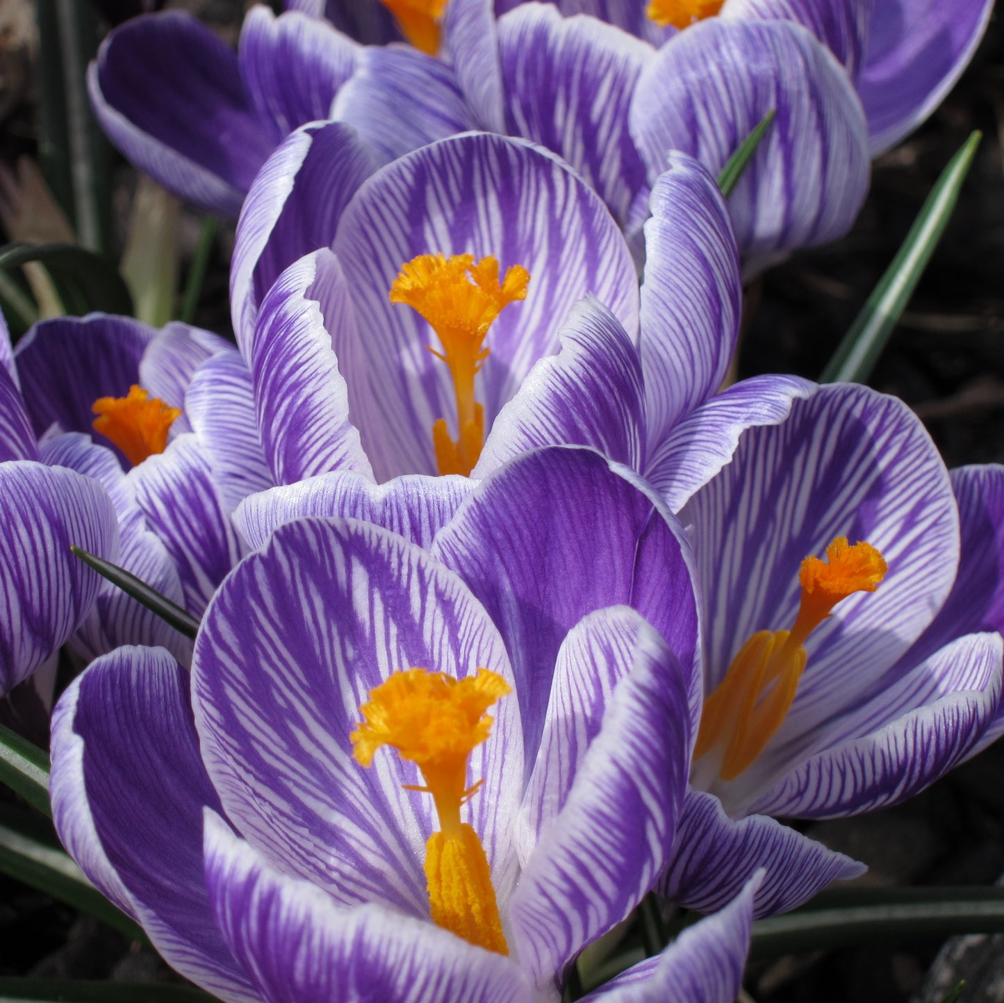 Crocus Large Flowering - Pickwick