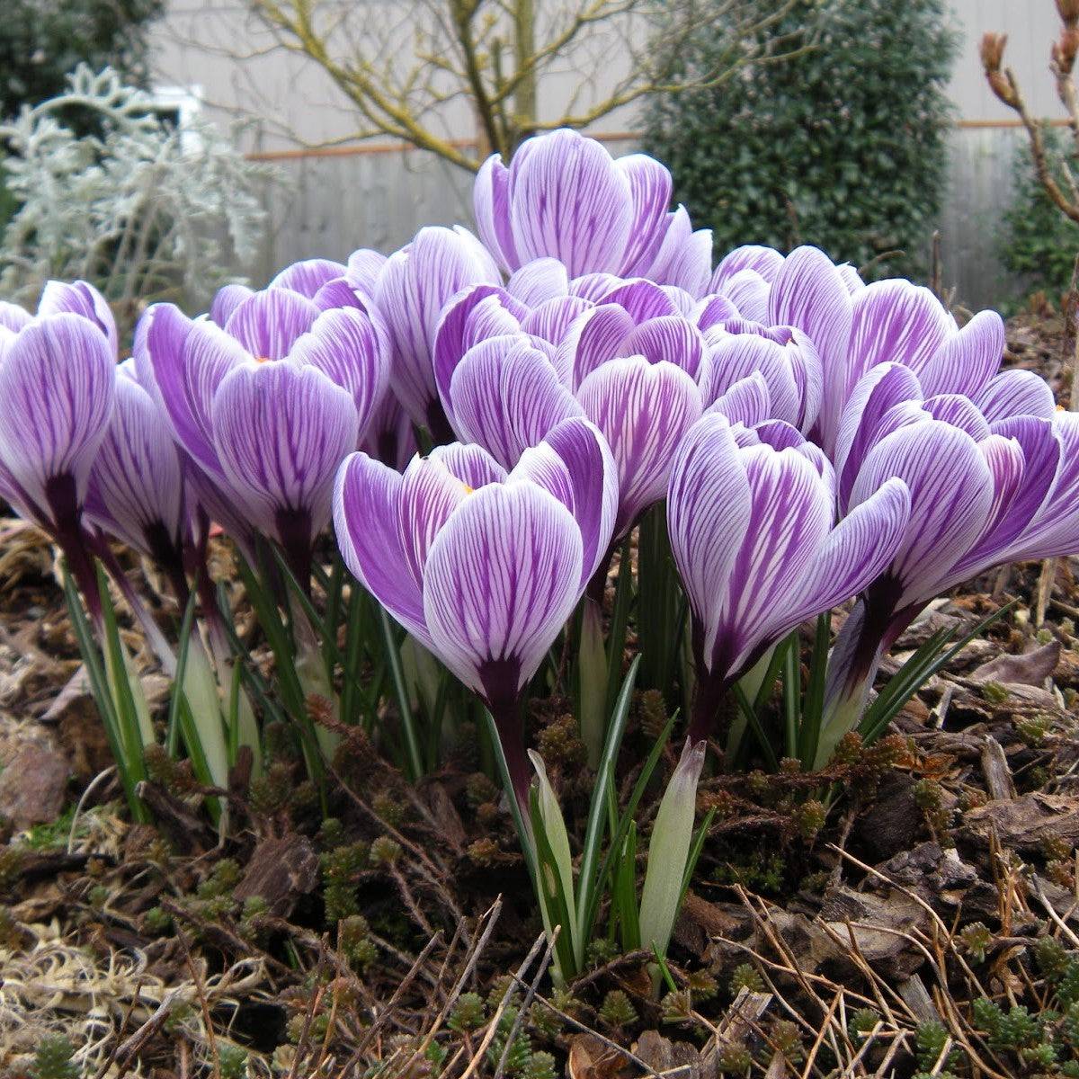 Crocus Large Flowering - Pickwick