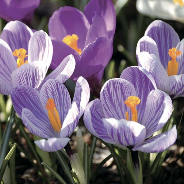 Crocus Large Flowering - Pickwick