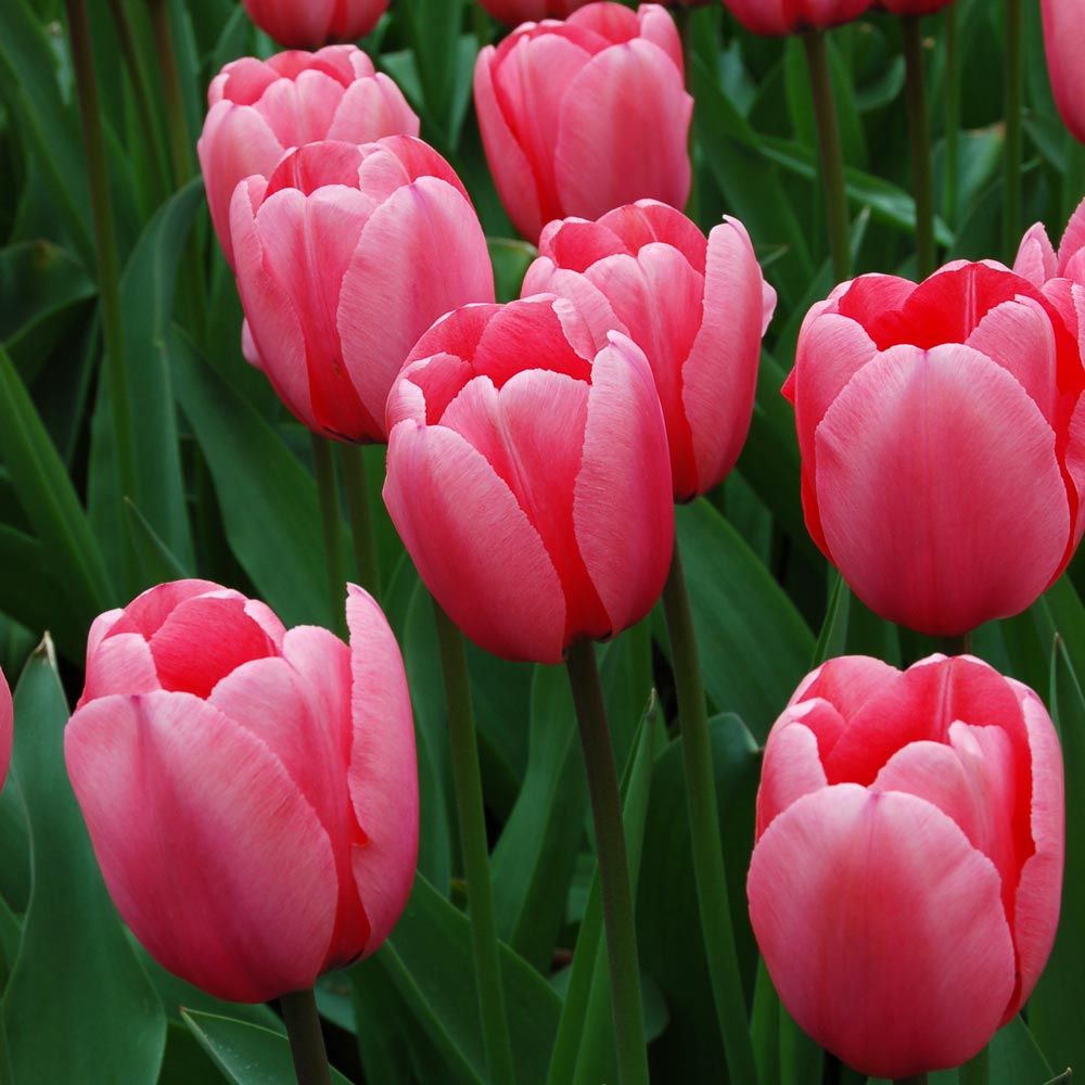 Tulip - Pink Impression