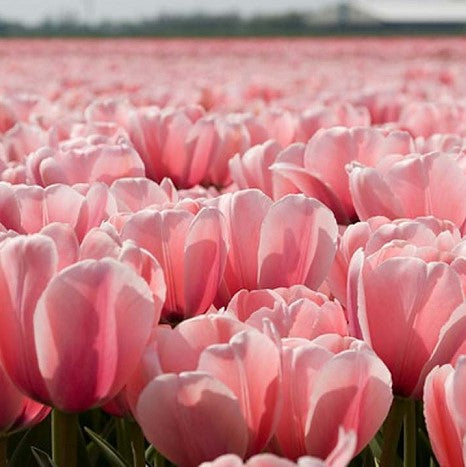 Tulip - Pink Impression