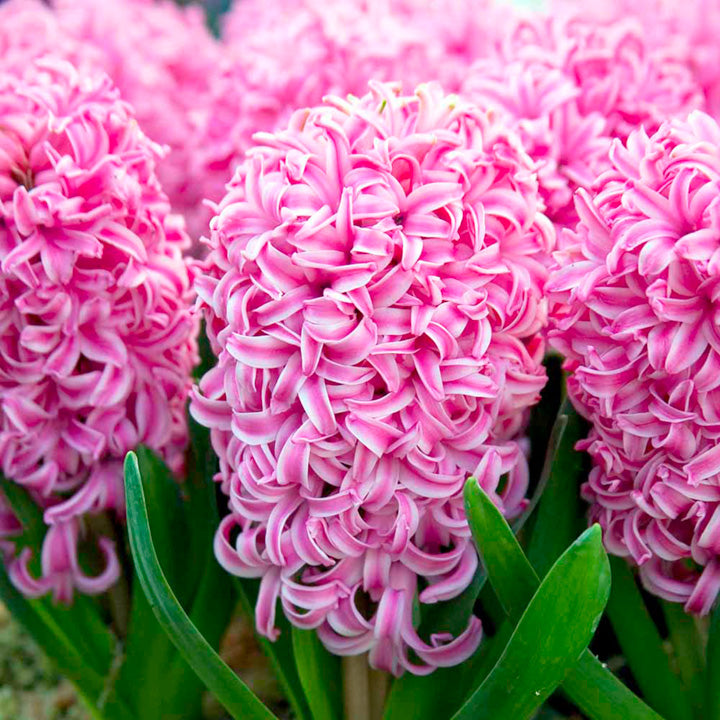 Hyacinth - Pink Pearl