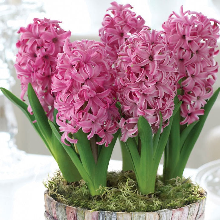 Hyacinth - Pink Pearl