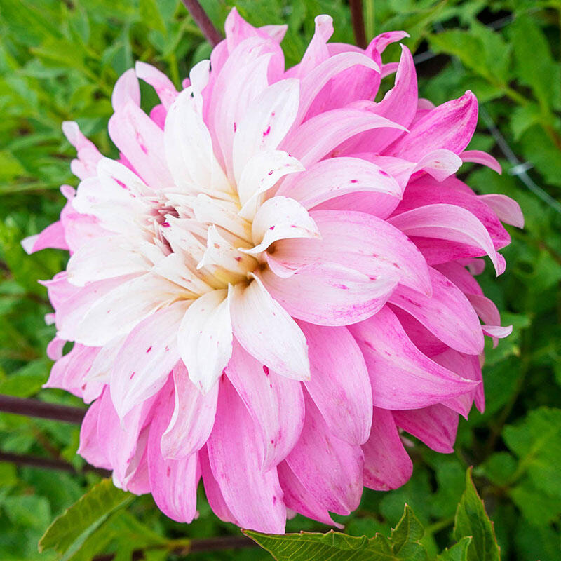 Dahlia Decorative - Pink Petticoat