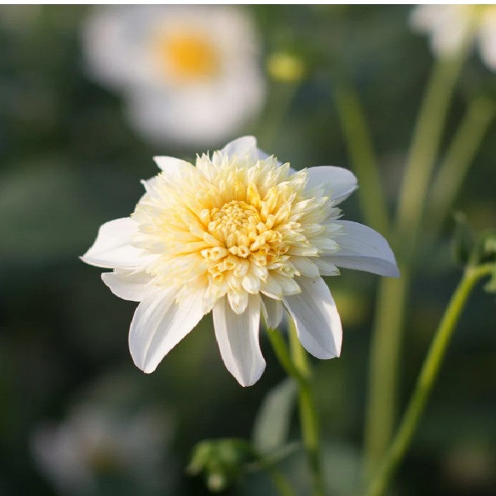 Dahlia Anemone - Platinum Blonde